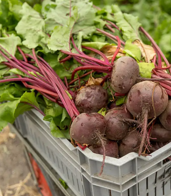 Beetroot
