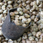 Cashew Nut Farm