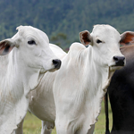 Cattle Farm