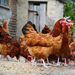 Chicken Farm