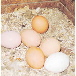 Eggs Farm