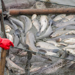 Fish Farm