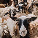 Sheep Farm