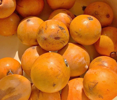 African Star Apple